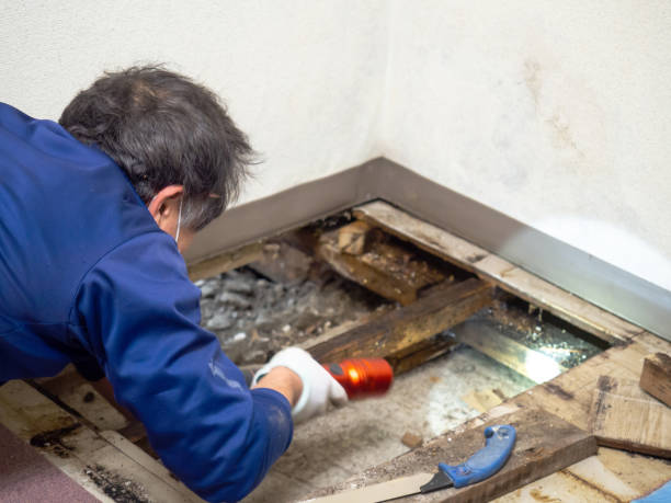 Best Mold Testing and Inspection Services in Williamsburg, FL