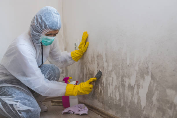Best Post-Flood Mold Remediation in Williamsburg, FL
