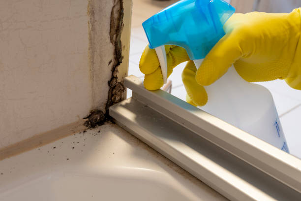 Best Commercial Mold Remediation in Williamsburg, FL