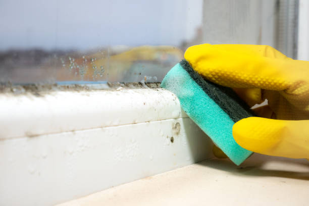 Best Post-Flood Mold Remediation in Williamsburg, FL