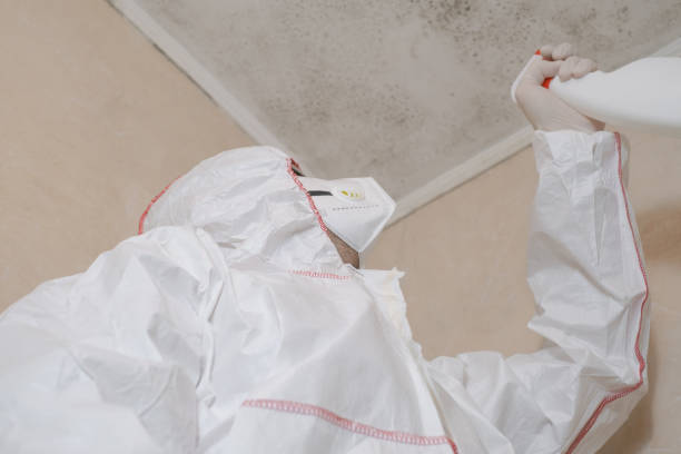 Best Post-Flood Mold Remediation in Williamsburg, FL