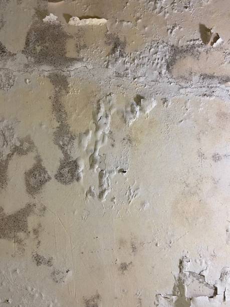 Best Attic Mold Remediation in Williamsburg, FL