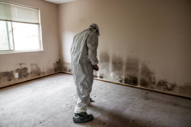 Best Attic Mold Remediation in Williamsburg, FL