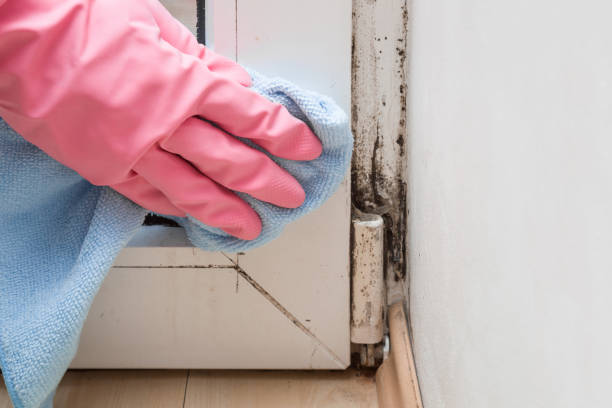 Best HVAC Mold Remediation in Williamsburg, FL